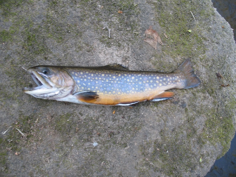 brookie1