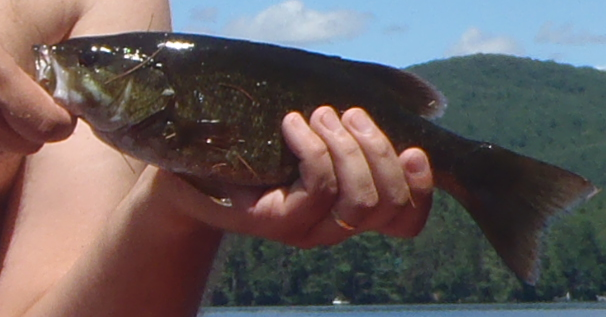 Smallmouth Bass