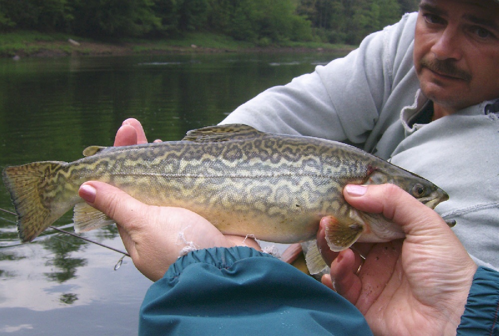 Tiger Trout