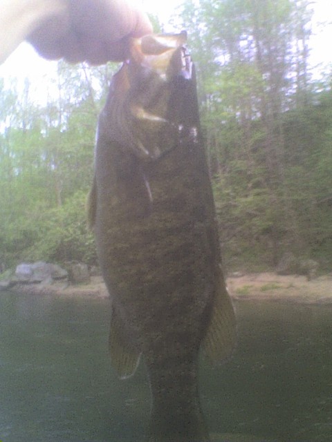 Little river smallie