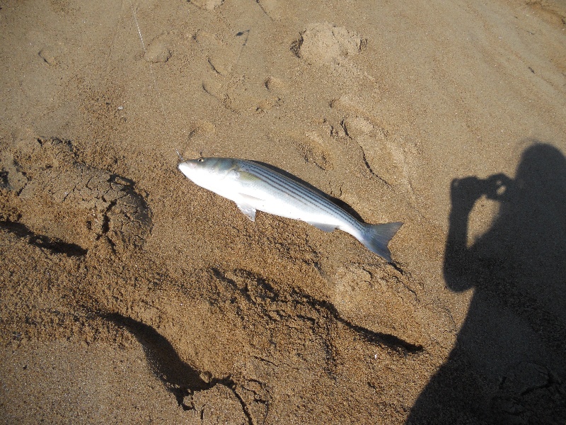 26" release Striper