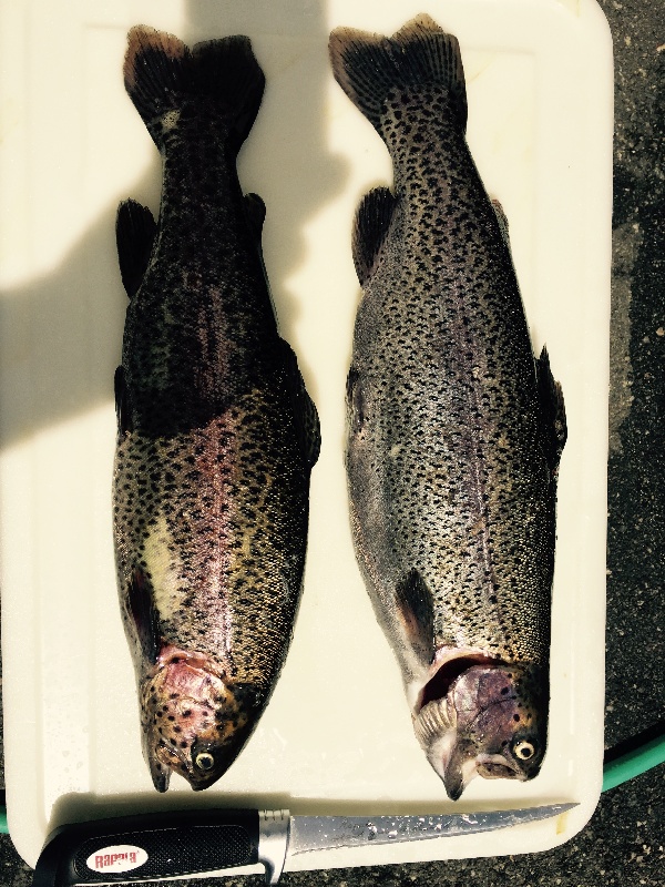 Rainbow trout