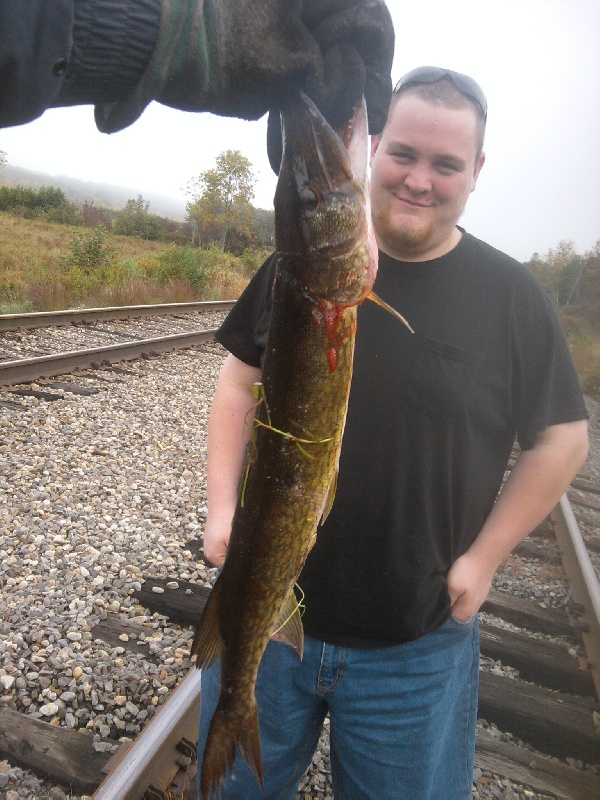 Pickerel