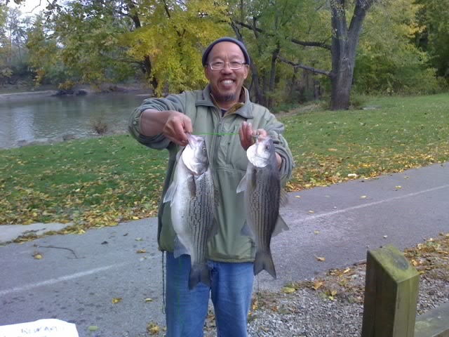 Hybrid Striper